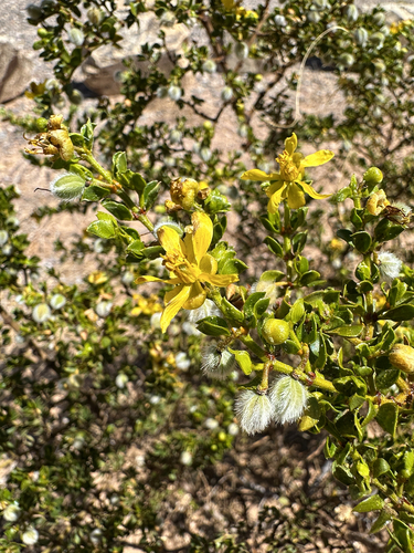 Creosote Bush