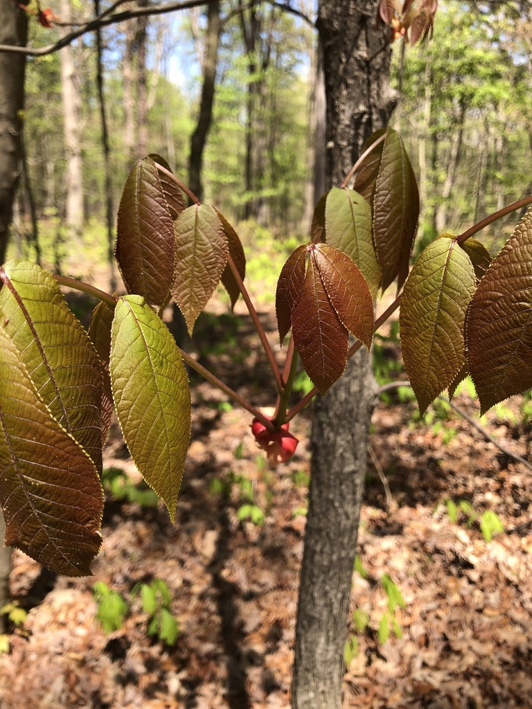 shagbark hickory from Ivy Farm Dr, Charlottesville, VA, US on April 15