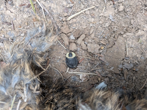American Carrion Beetle