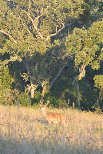 iNaturalist observation photo of Mule Deer