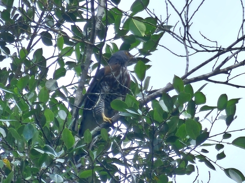 Sri Lankan crested goshawk