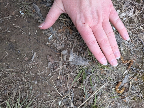 Ruffed Grouse observed by theacebookworm
