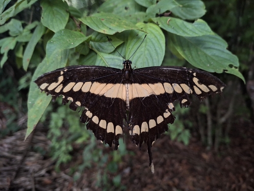 Thoas Swallowtail