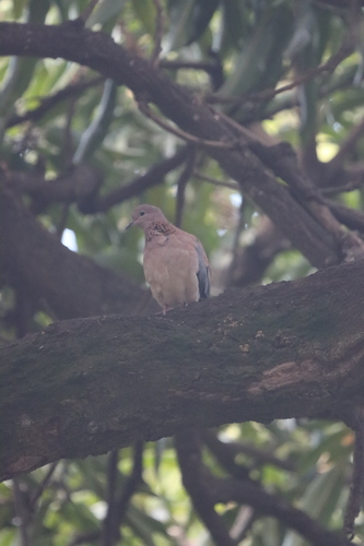 Laughing Dove