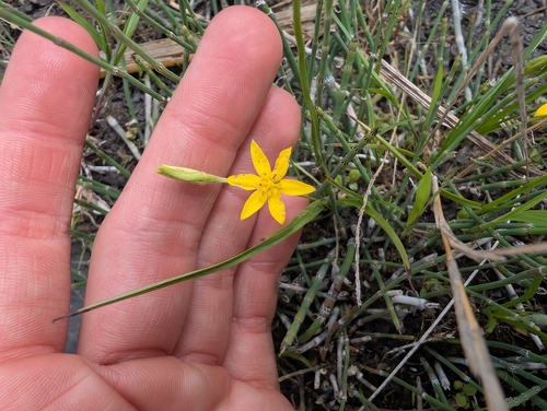 yellow star grass