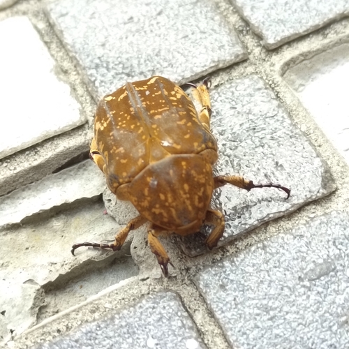 Protaetia culta