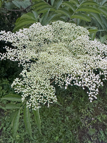 American black elderberry
