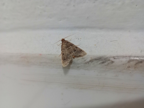 Tropical Meal Moth
