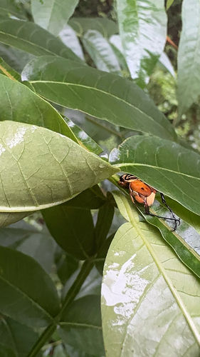 Delta Flower Scarab