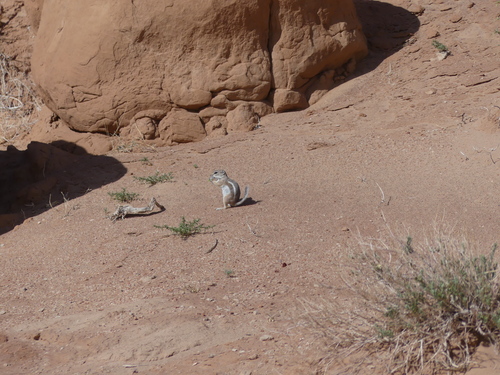White-tailed Antelope Squirrel observed by davidoutomuro
