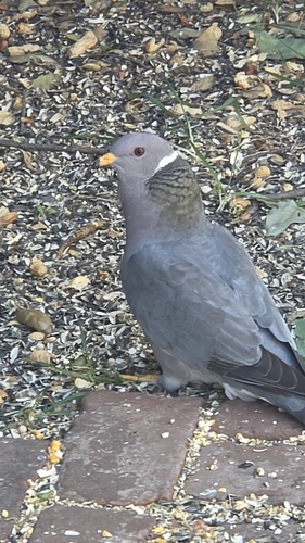 Band-tailed Pigeon observed by chriscoreas