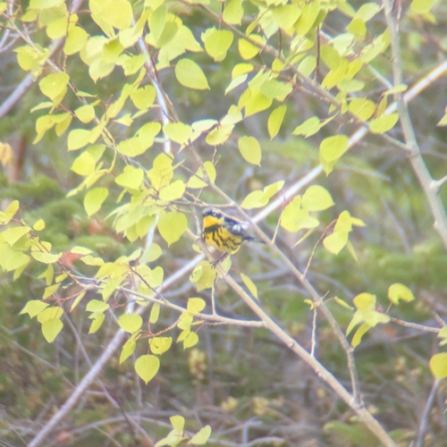 Magnolia Warbler