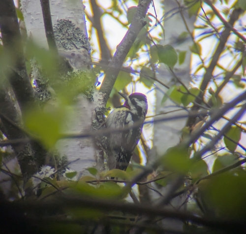 Yellow-bellied Sapsucker observed by theacebookworm