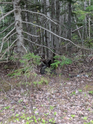 North American Porcupine