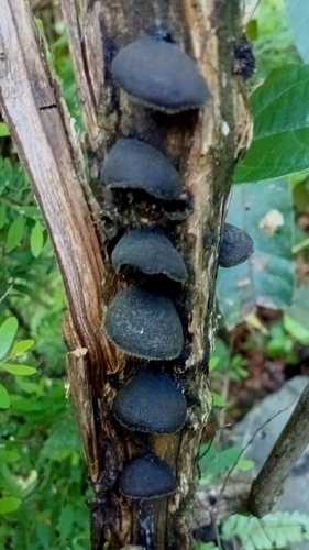 Auriculariales