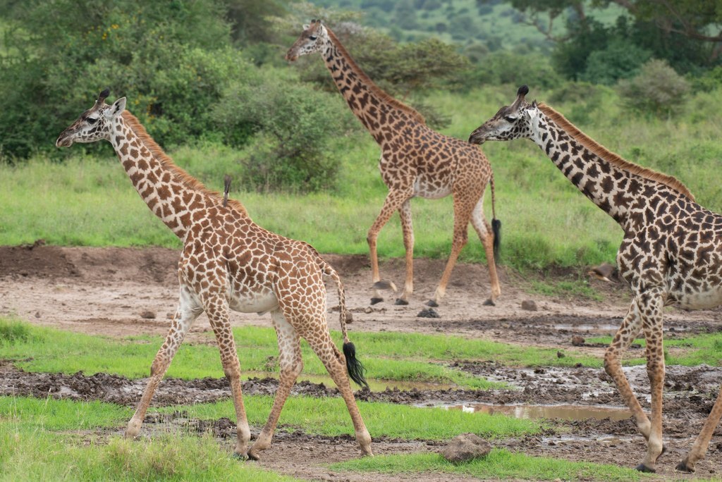 Définition  Girafe - Giraffa camelopardalis - Giraffa giraffa - Giraffa  tippelskirchi