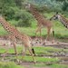 Maasai Giraffe - Photo (c) Jes Lefcourt, all rights reserved, uploaded by Jes Lefcourt