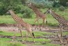 Maasai Giraffe - Photo (c) Jes Lefcourt, all rights reserved, uploaded by Jes Lefcourt