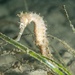 Observation photo