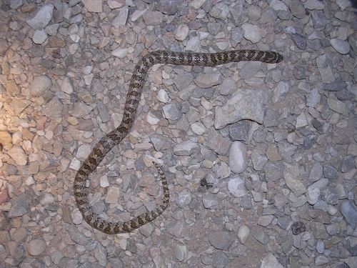Chihuahuan Hook-nosed Snake