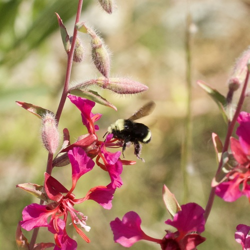 Yellow-faced Bumble Bee