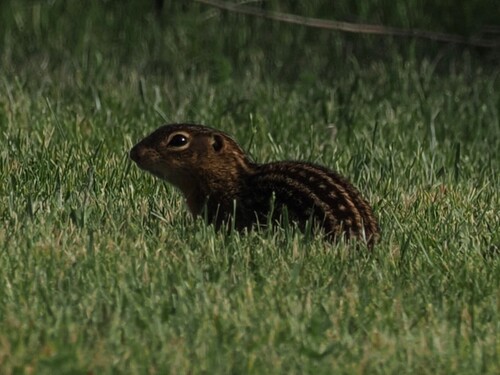 Thirteen-lined Ground Squirrel observed by froggiiii