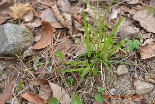 Red-based leaf sedge (Carex erythrobasis)