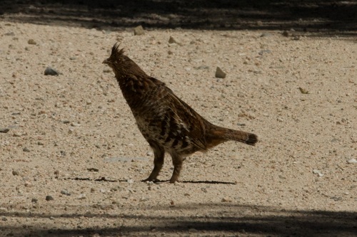 Ruffed Grouse observed by randrudland