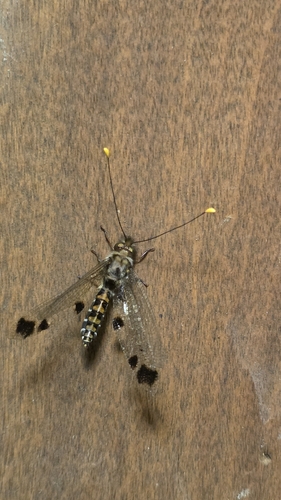Cordulecerus praecellens