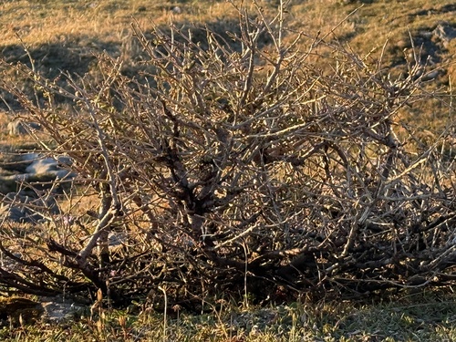 European larch