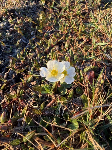 Alpine Crowfoot