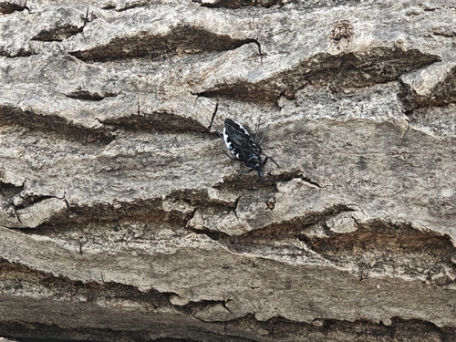 Japanese Assassin Bug