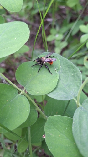 Orange-tailed Laphria