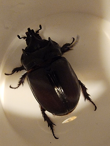 Aloeus Ox Beetle