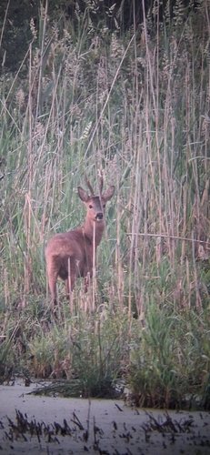 Western Roe Deer