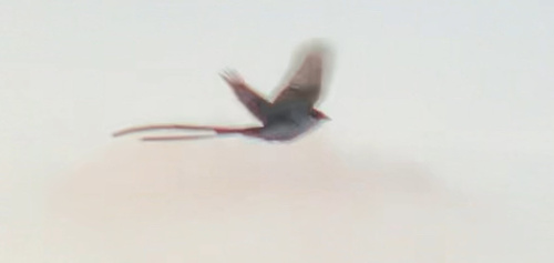 Fork-tailed Flycatcher