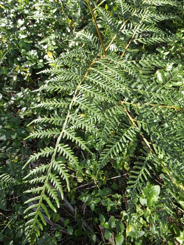 Austral Bracken