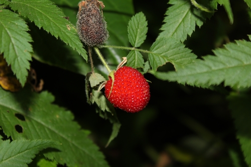 Rubus rosifolius