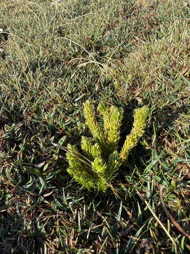 northern firmoss