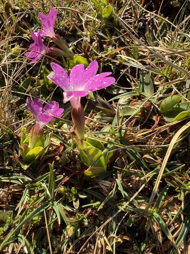 Clusiana Primrose