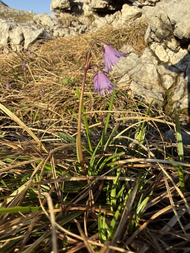 Soldanella alpina alpina