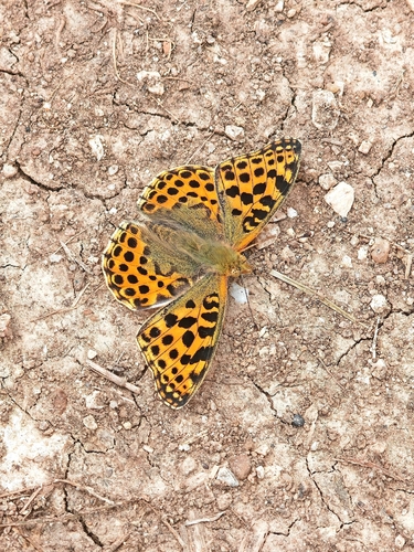 Queen of Spain Fritillary