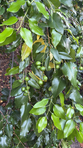 iNaturalist observation photo of hollyleaf cherry