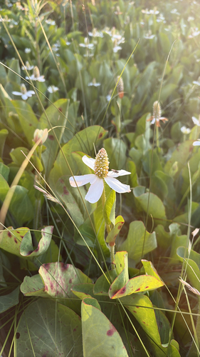 iNaturalist observation photo of Yerba Mansa