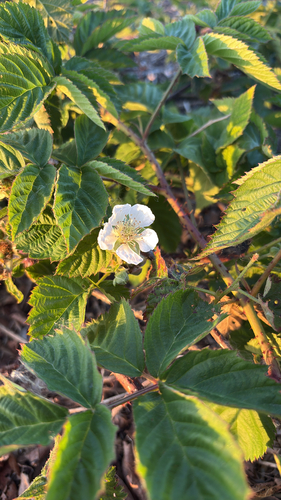 iNaturalist observation photo of Armenian Blackberry