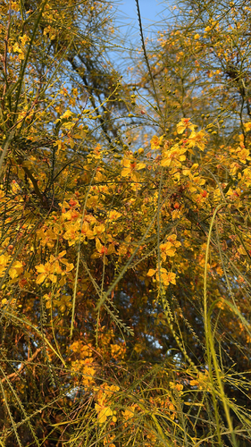 iNaturalist observation photo of Mexican palo verde