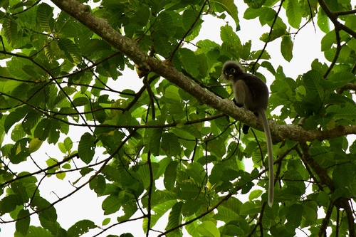 Dusky Leaf Monkey