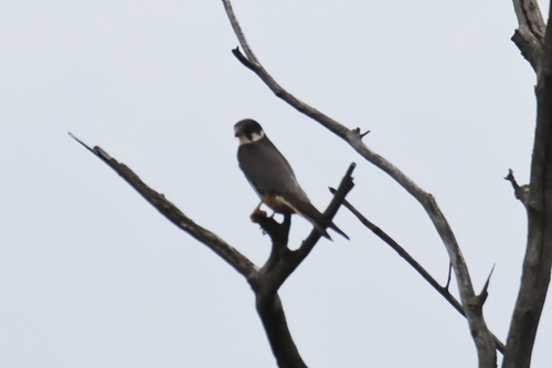 Eurasian Hobby