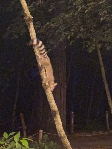 Ringtail observed by dominique593