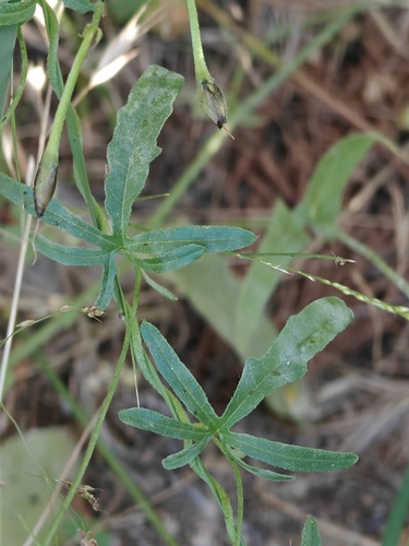 Bindweed Powdery Mildew
